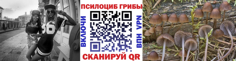 где купить наркотик  Окуловка  Галлюциногенные грибы Cubensis 